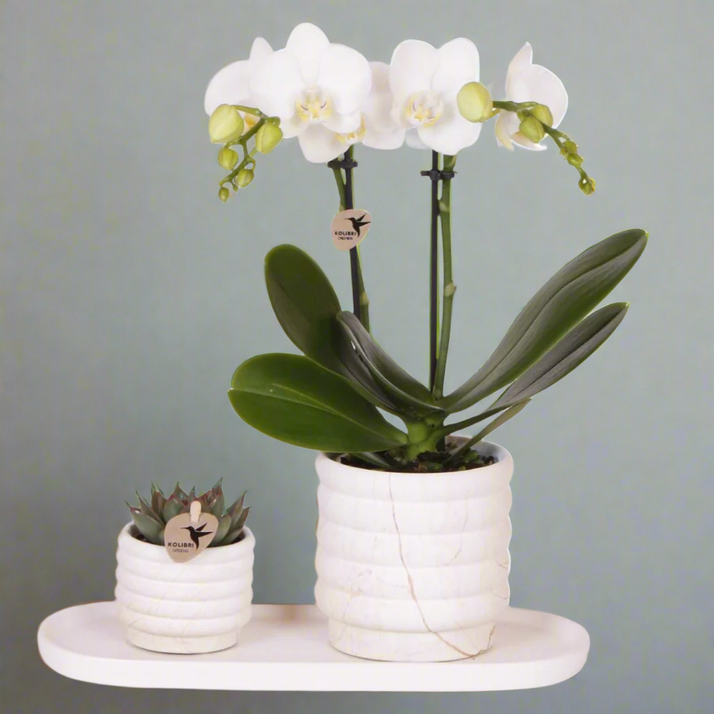 Plantenset - Slow Living - Small