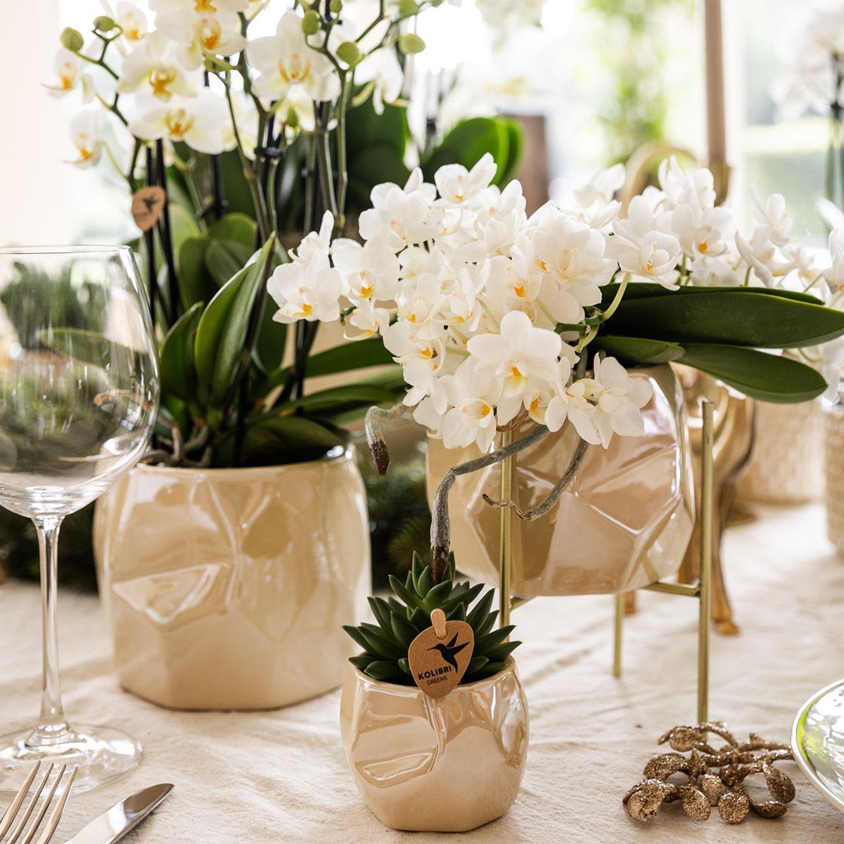 Glanzende Luxe - Set met Planten en Sierpotten - Potmaten Ø9cm & Ø6cm - Vers van de Kweker