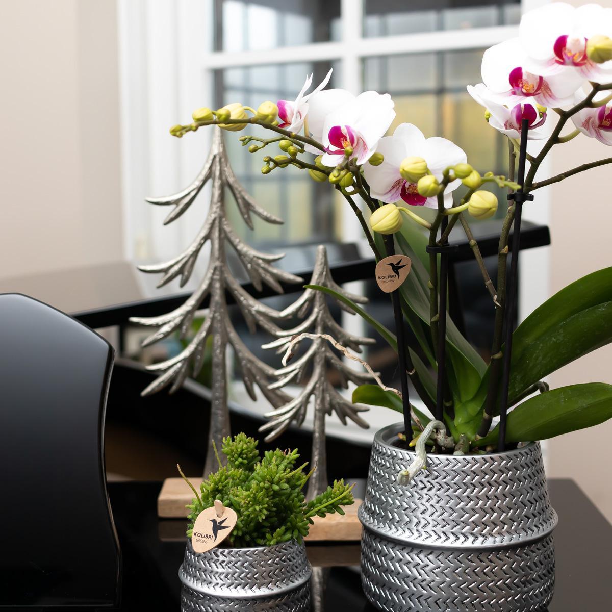 Affluent Charm Silver - Verschillende potmaten