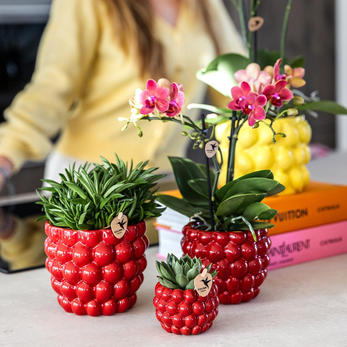 Berry pot - De verrukkelijke rode pot - Verschillende potmaten