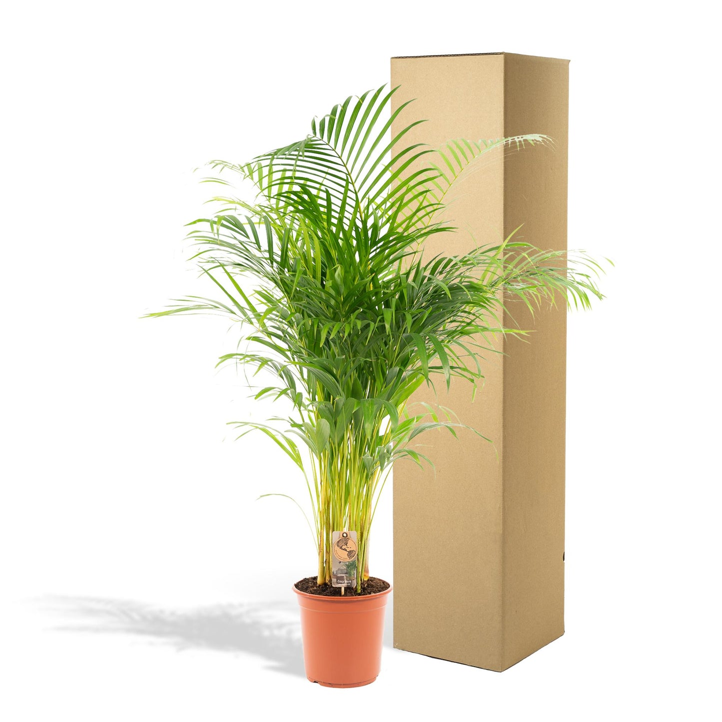Areca palm - Potmaat Ø24cm - Hoogte ↕130cm