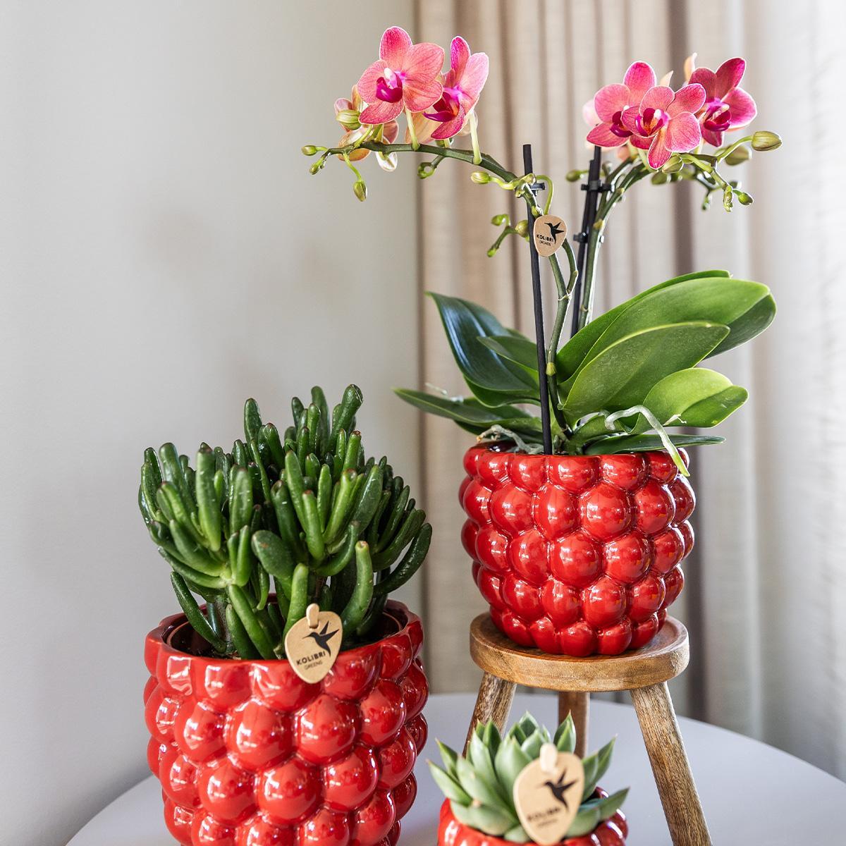 Berry pot - De verrukkelijke rode pot - Verschillende potmaten