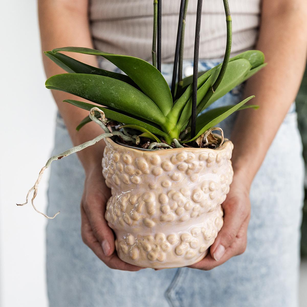 Octopus pot - Diverse potmaten