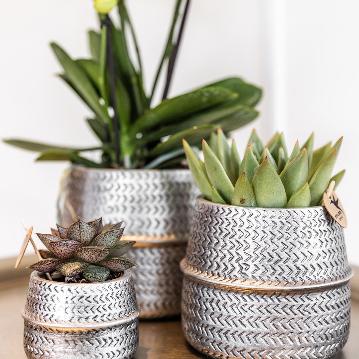 Affluent Charm Silver - Verschillende potmaten