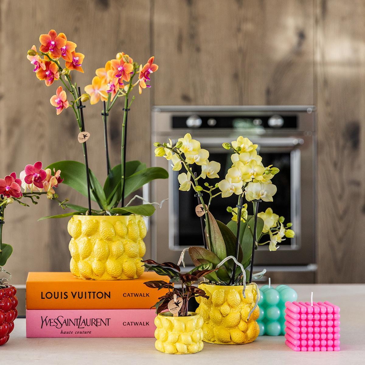 Citrus pot yellow - De gele citroen pot - Verschillende potmaten