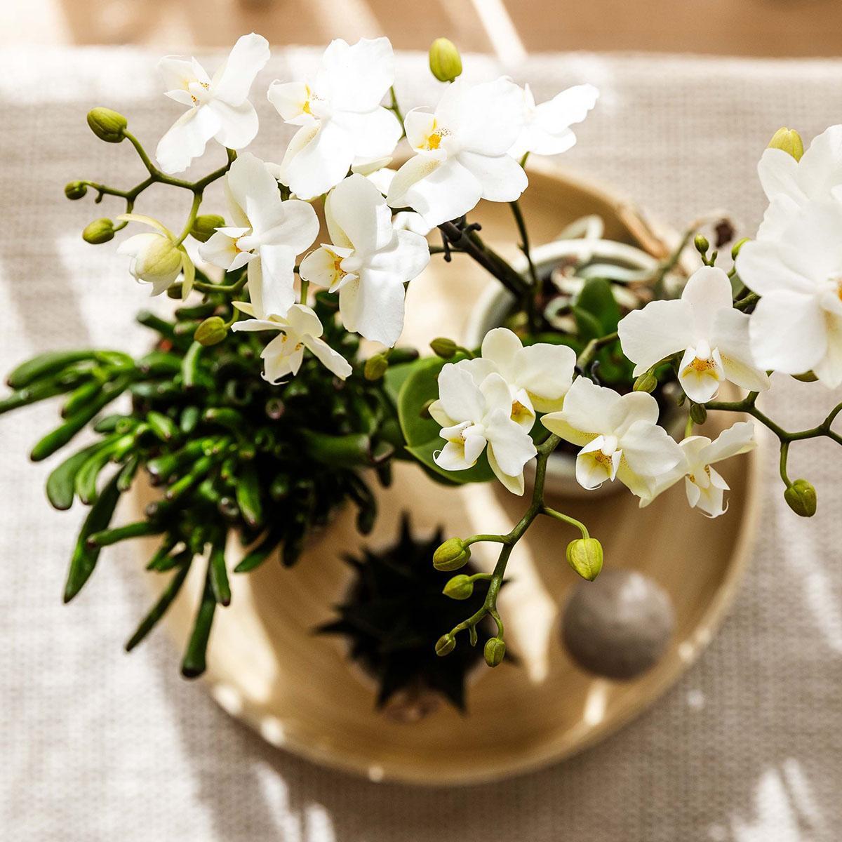 Plantenset - Relaxation Living