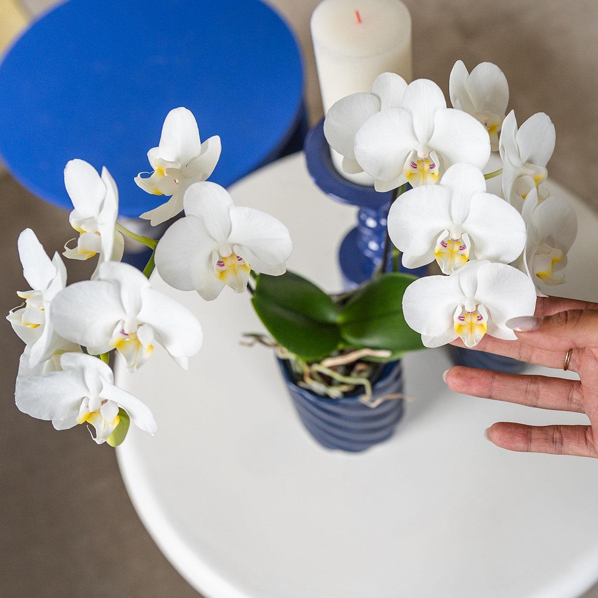 Witte Phalaenopsis orchidee - Amabilis - Potmaat Ø9cm | bloeiende kamerplant - vers van de kweker
