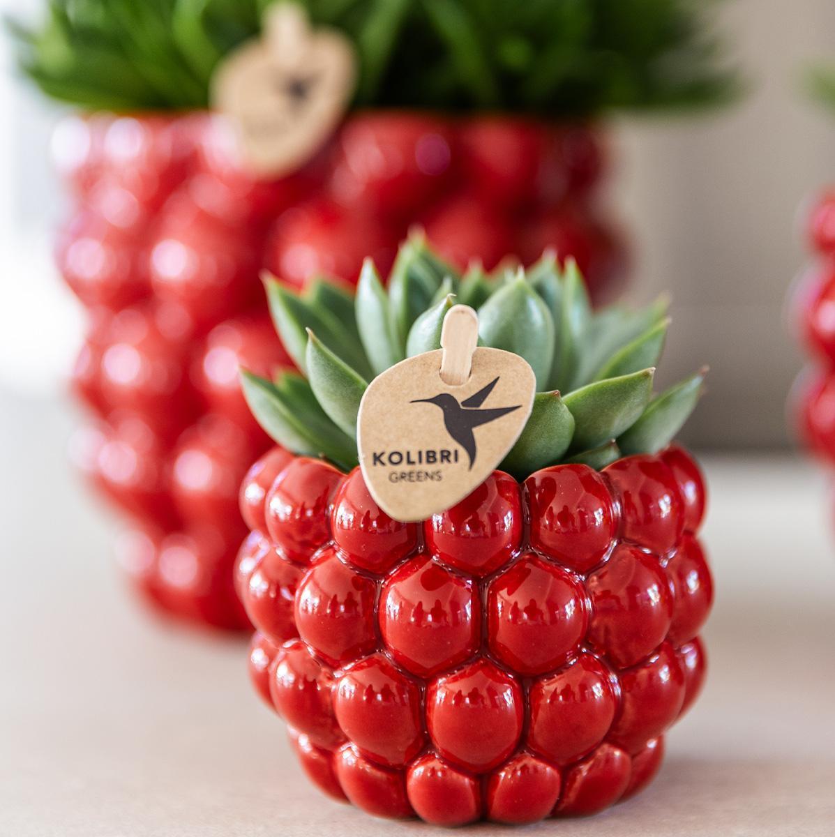 Berry pot - De verrukkelijke rode pot - Verschillende potmaten