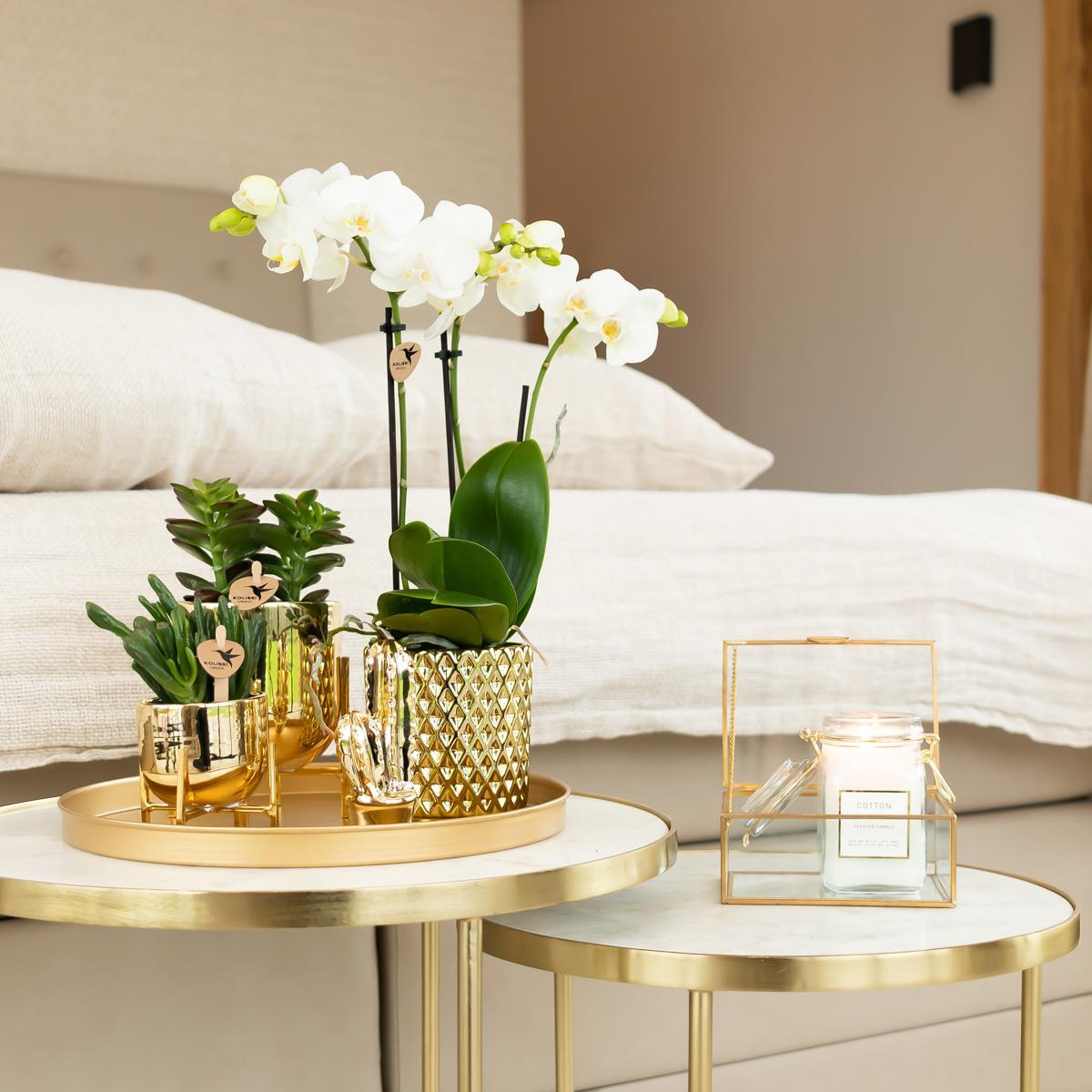 Witte Phalaenopsis orchidee - Amabilis - Potmaat Ø9cm | bloeiende kamerplant - vers van de kweker