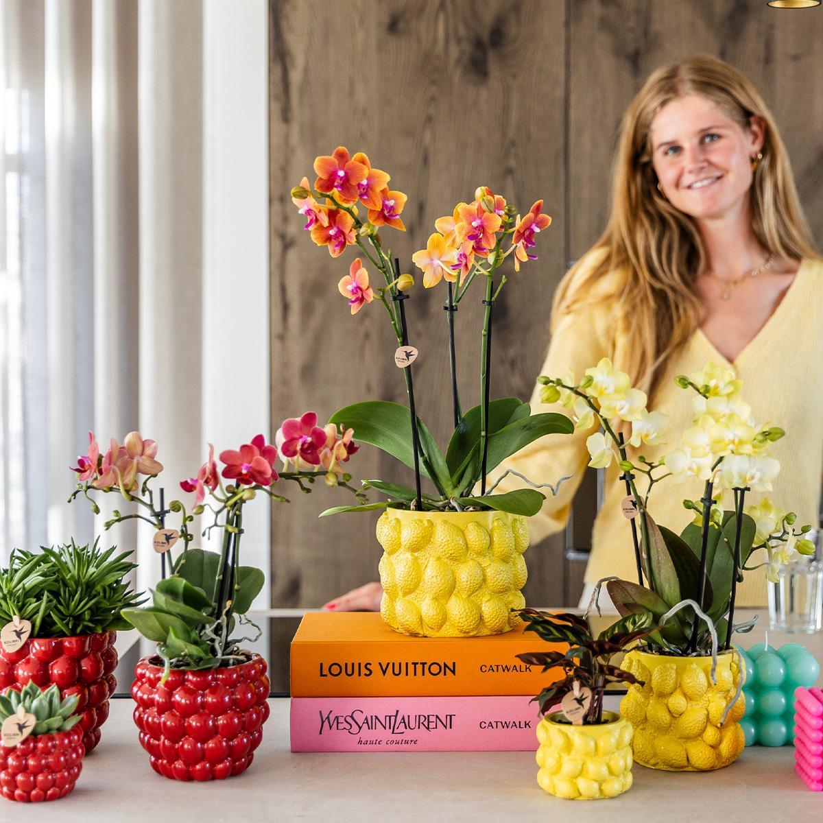 Gele Phalaenopsis Orchidee met citrus sierpot - Vers van de kweker
