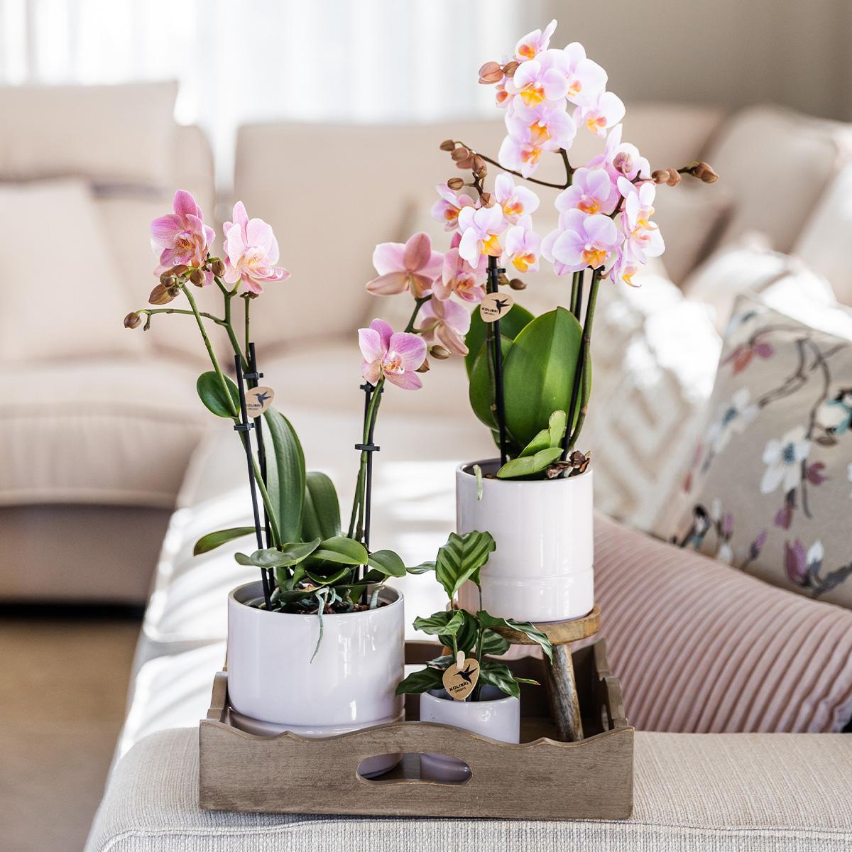 Pastel pot - Potmaat Ø9cm - Diverse kleuren