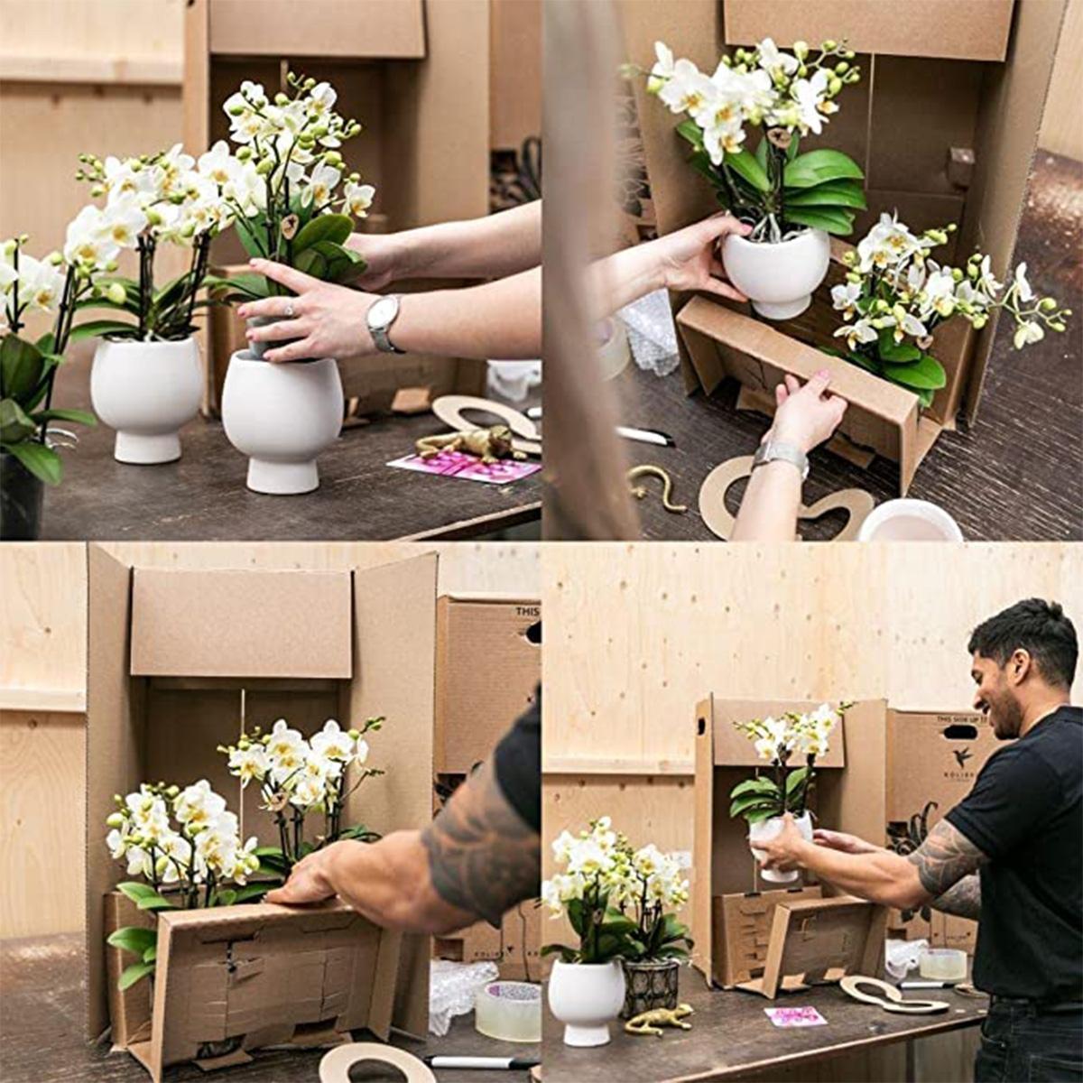Witte Phalaenopsis orchidee - Amabilis - Potmaat Ø9cm | bloeiende kamerplant - vers van de kweker
