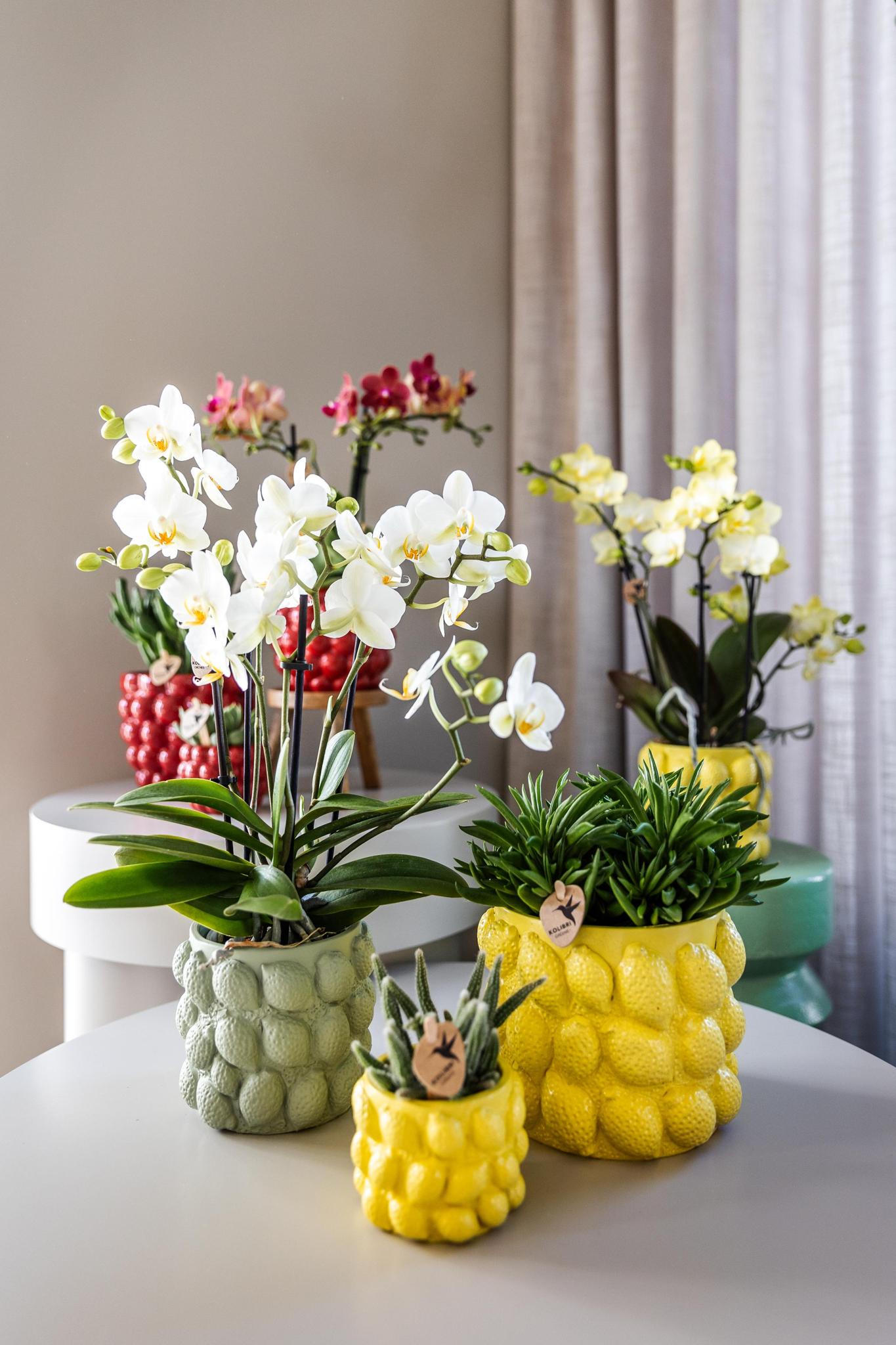 Citrus pot yellow - De gele citroen pot - Verschillende potmaten