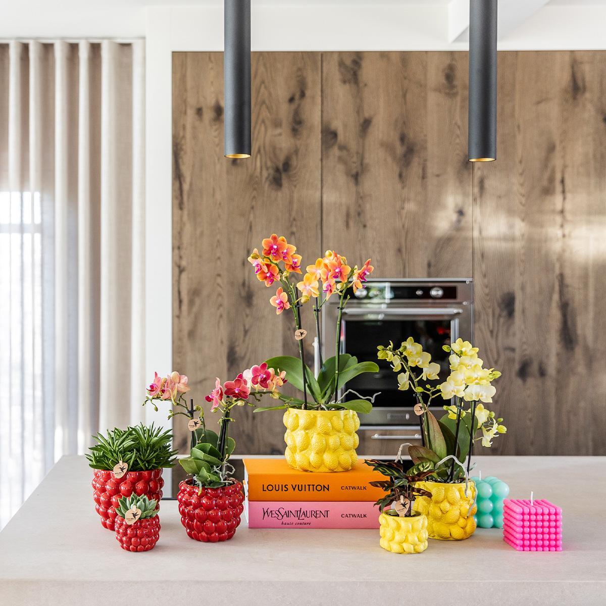 Rode Phalaenopsis Orchidee in Berry Sierpot