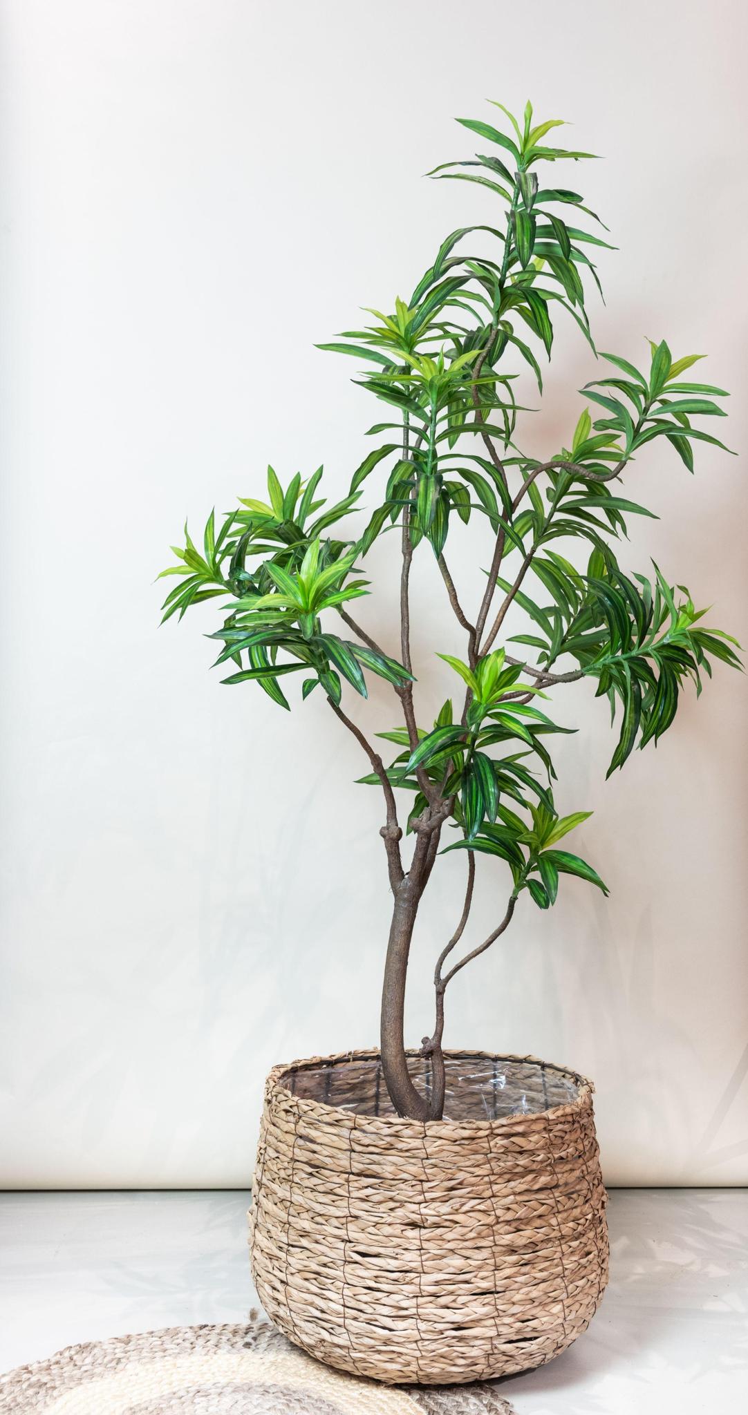 Kunstplant - Dracaena - Drakenboom - Hoogte ↕190cm