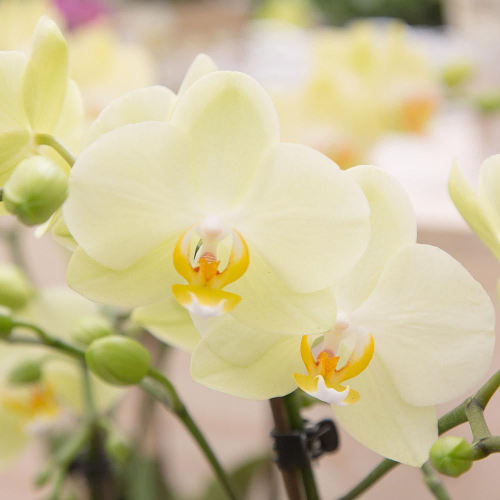 Gele Phalaenopsis Orchidee - Mexico - Potmaat Ø9cm - Vers van de kweker