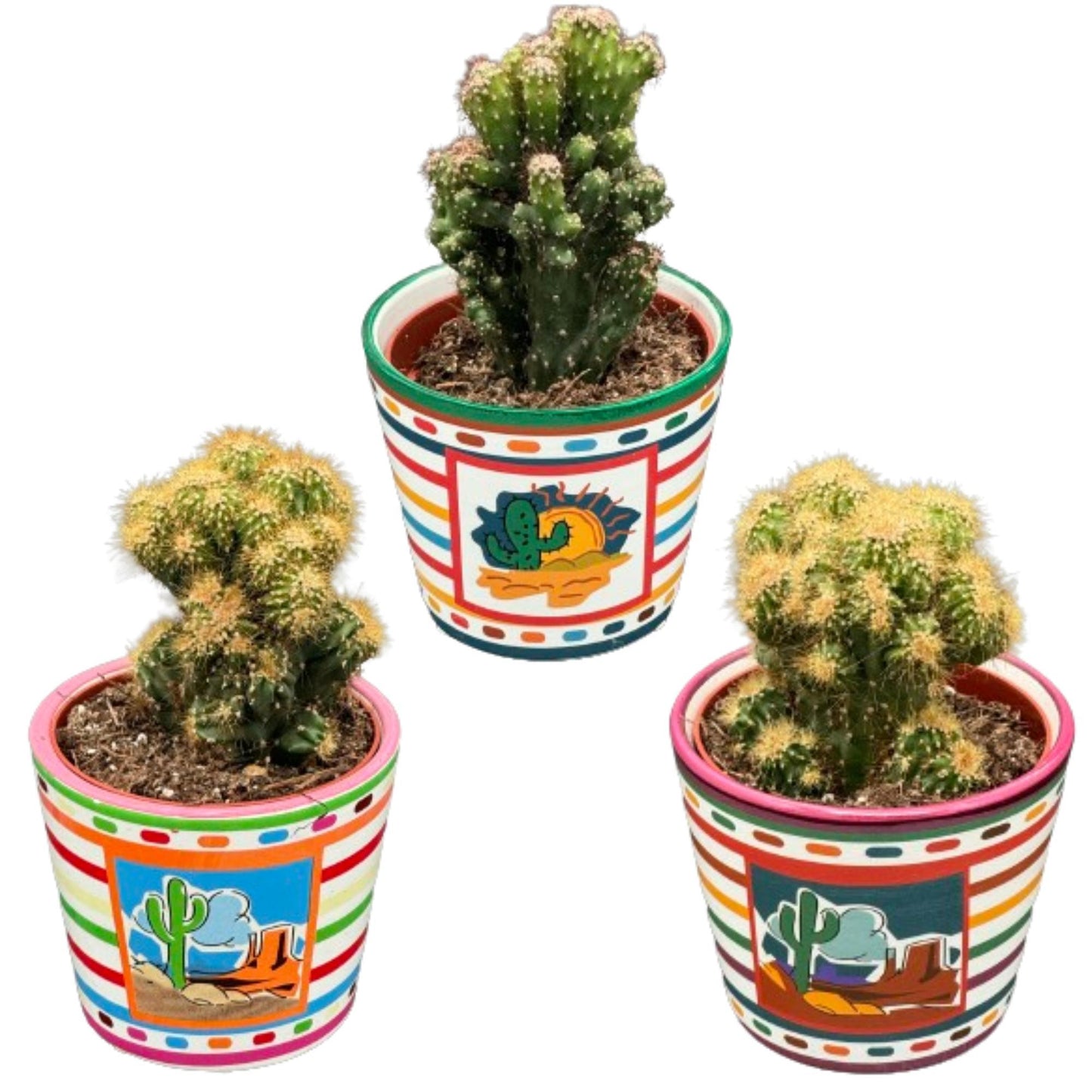 Cactussen 3 stuks - Rotsen mix - Mexico - Potmaat Ø8.5cm - Hoogte 13-17cm