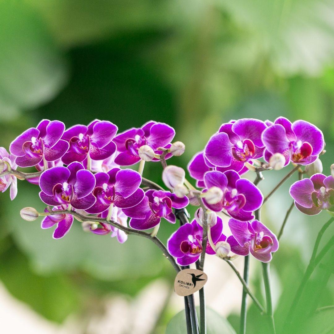 Paarse phalaenopsis orchidee - Morelia - potmaat Ø9cm | bloeiende kamerplant - vers van de kweker