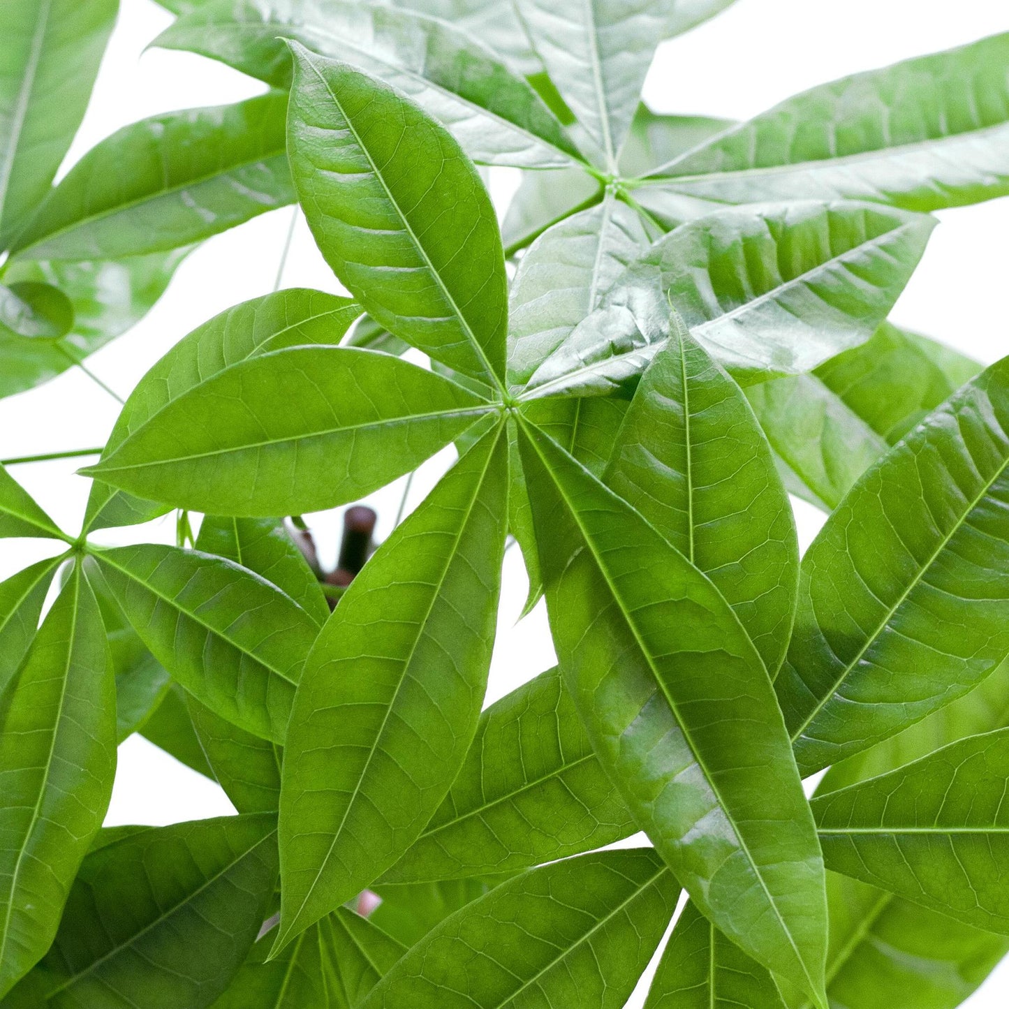Geldboom - Pachira Aquatica met pot - Potmaat Ø21 - Hoogte ↕80cm