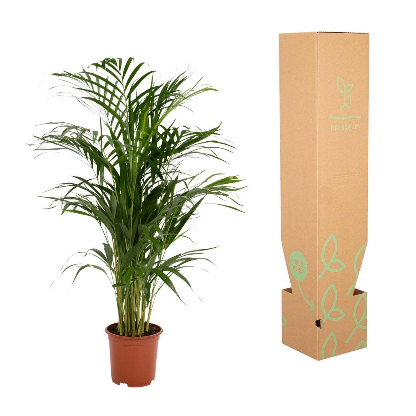 Areca palm - Potmaat Ø19cm - Hoogte ↕85cm