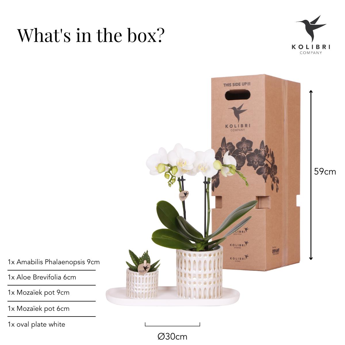 Plantenset - Le Chic - Klein