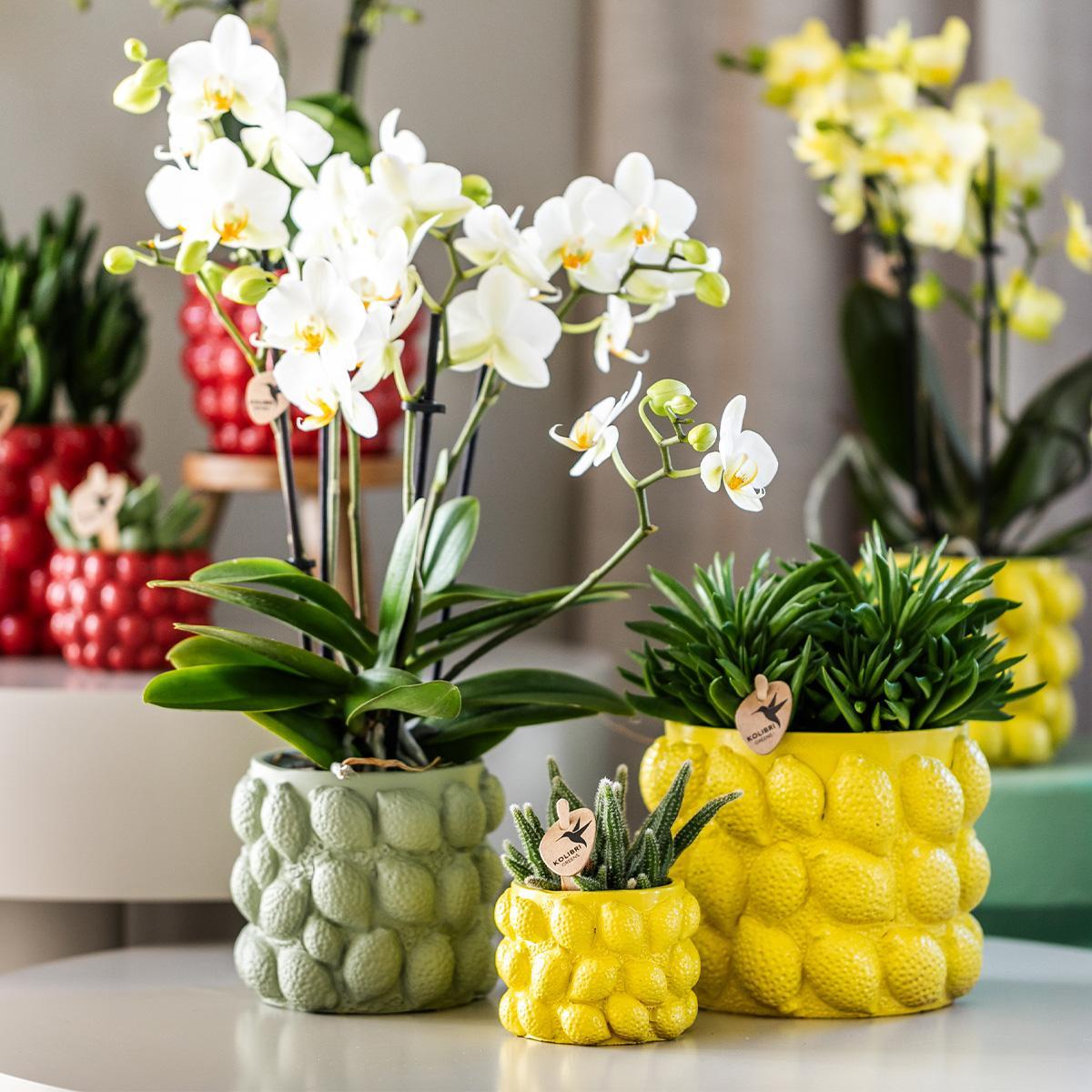 Citrus pot yellow - De gele citroen pot - Verschillende potmaten