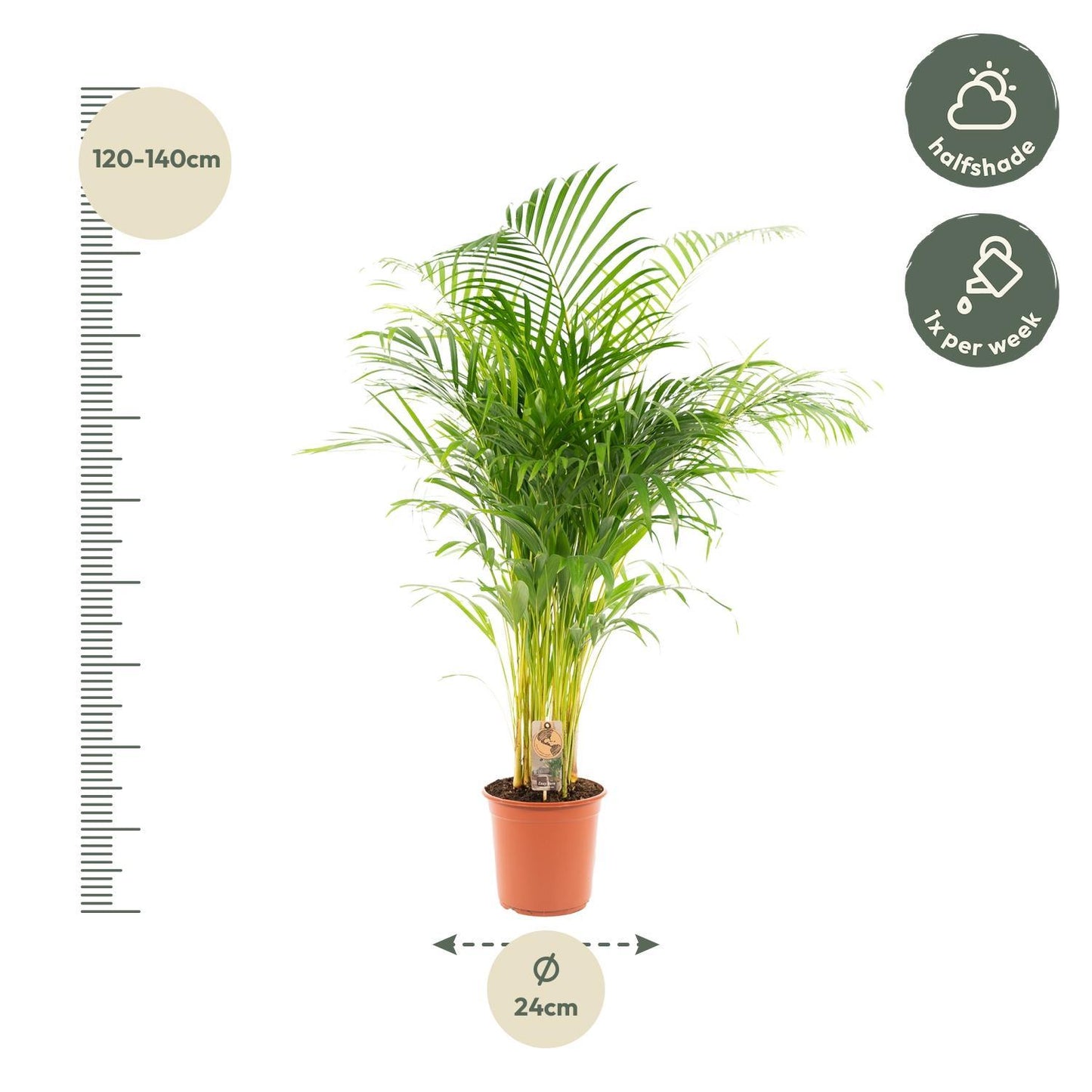 Areca palm - Potmaat Ø24cm - Hoogte ↕130cm