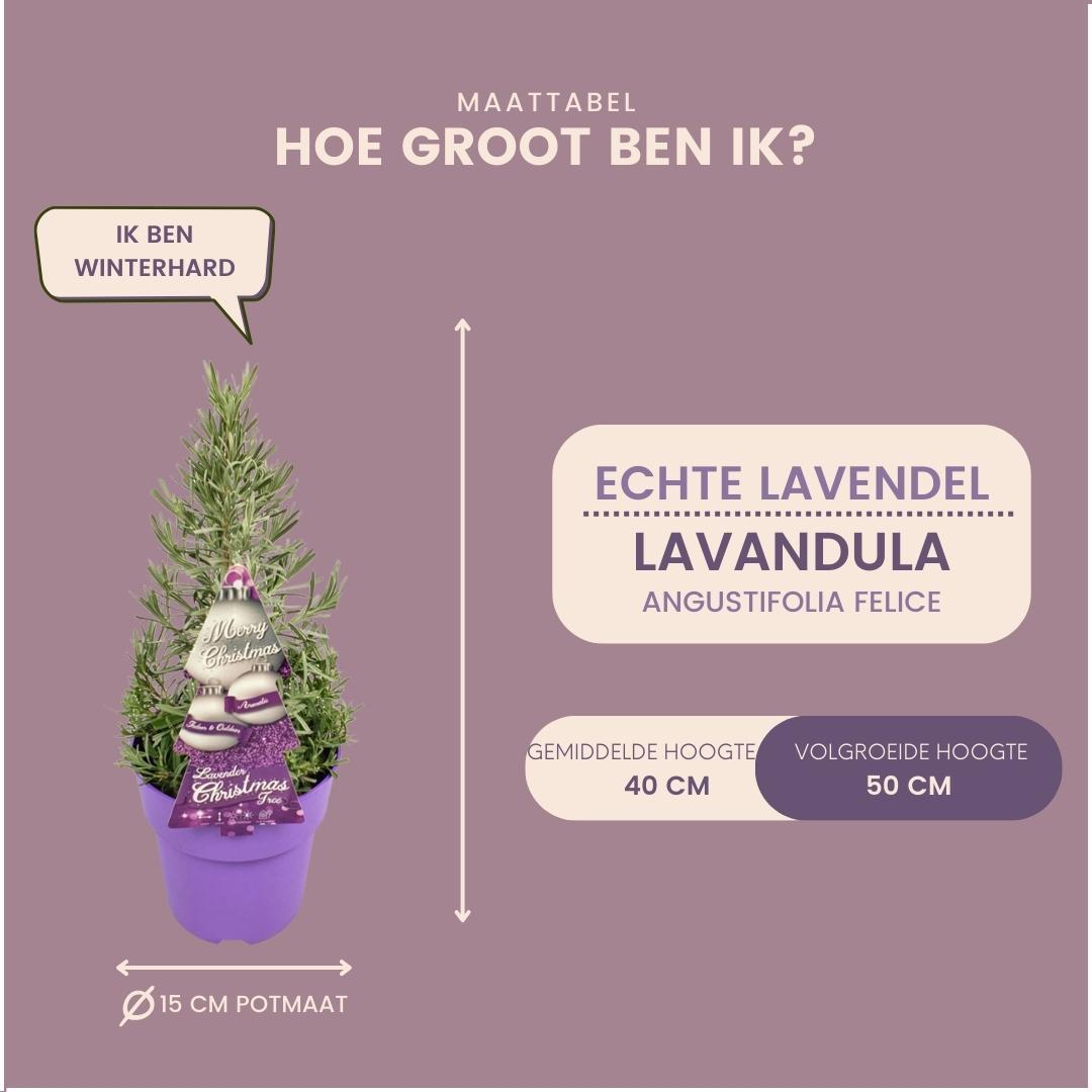 Set van 2 geurende kerstboompjes - Rozemarijn & Lavendel - Potmaat Ø15 cm - Hoogte ↕40-50 cm