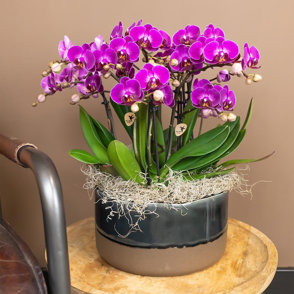 Paarse phalaenopsis orchidee - Morelia - potmaat Ø9cm | bloeiende kamerplant - vers van de kweker