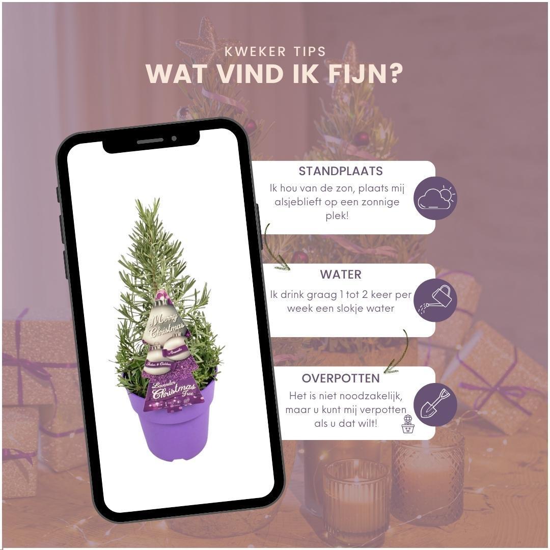 Set van 2 geurende kerstboompjes - Rozemarijn & Lavendel - Potmaat Ø15 cm - Hoogte ↕40-50 cm