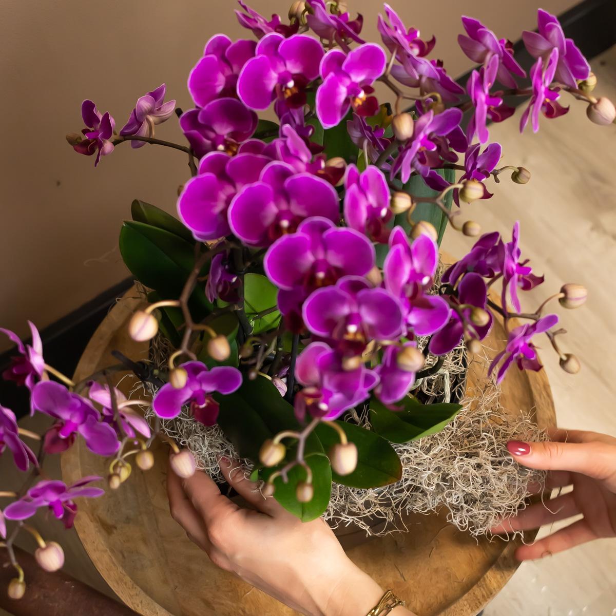 Paarse phalaenopsis orchidee - Morelia - potmaat Ø9cm | bloeiende kamerplant - vers van de kweker