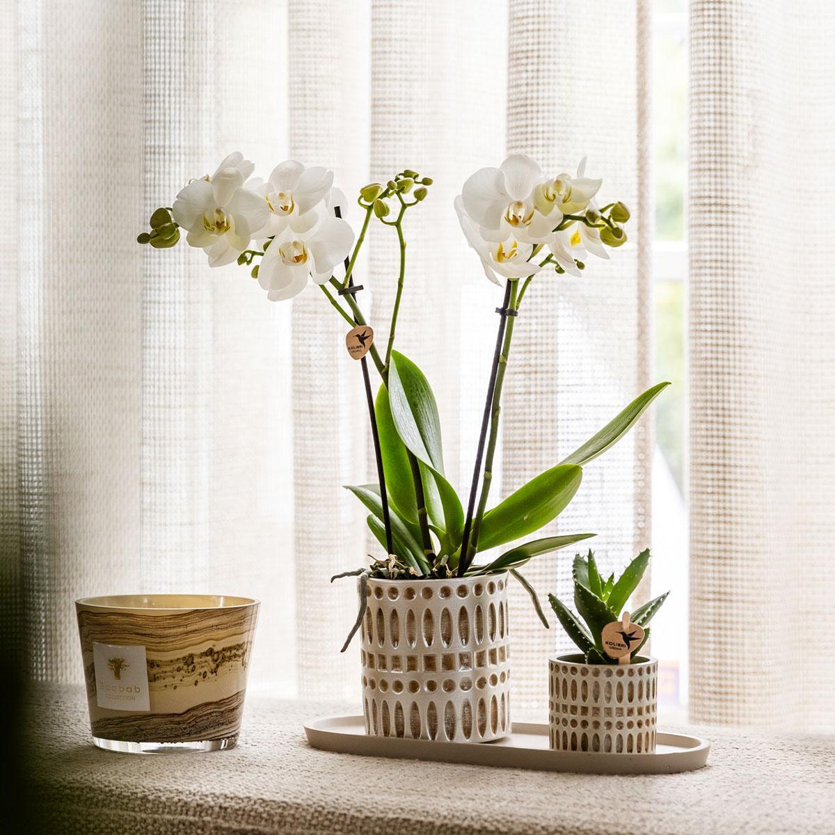 Plantenset - Le Chic - Klein