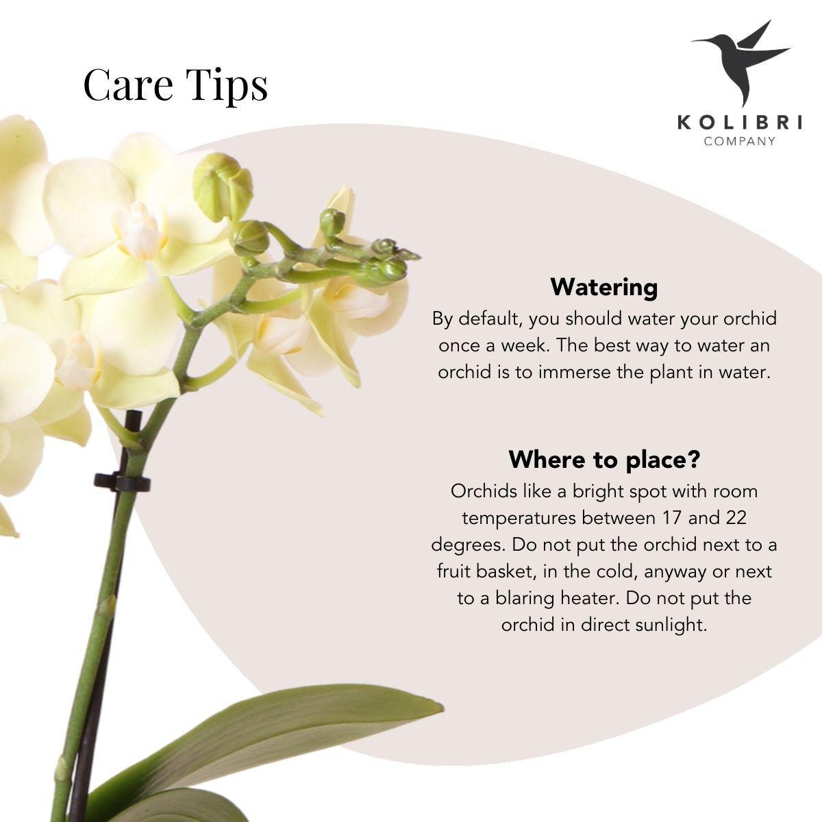 Gele Phalaenopsis Orchidee met citrus sierpot - Vers van de kweker