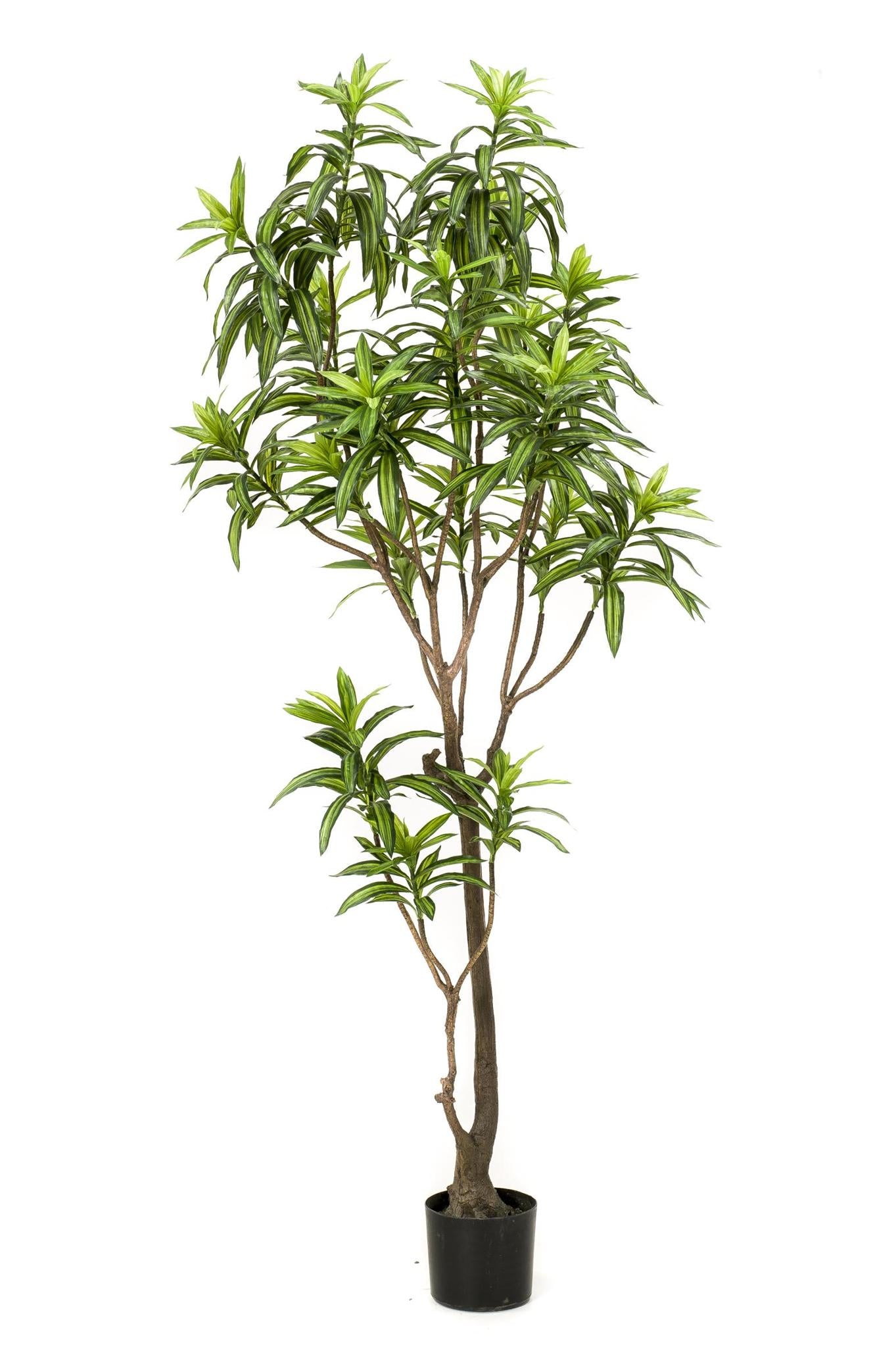 Kunstplant - Dracaena - Drakenboom - Hoogte ↕190cm