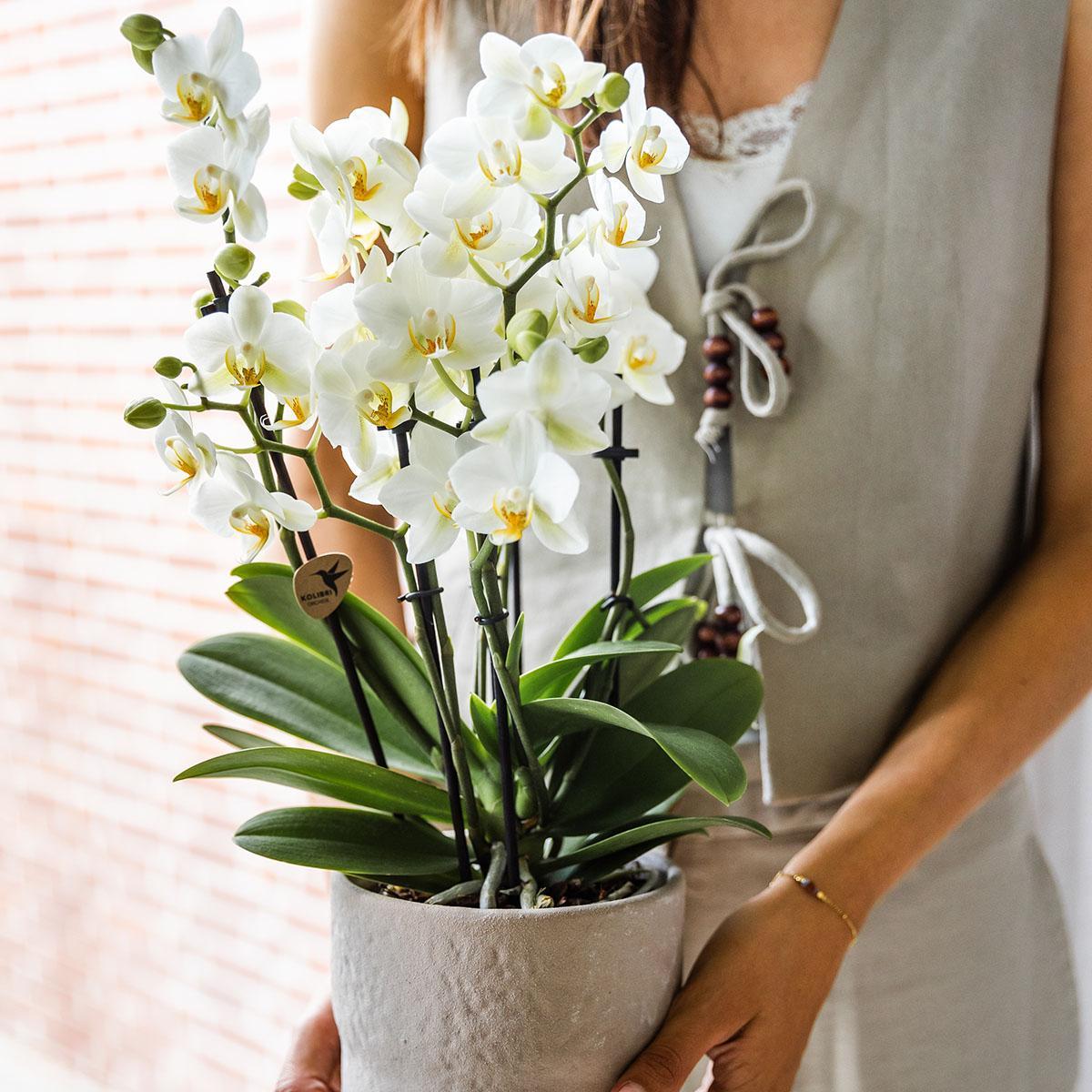 Witte Phalaenopsis Orchidee - Lausanne - Potmaat Ø12cm - Vers Van De Kweker