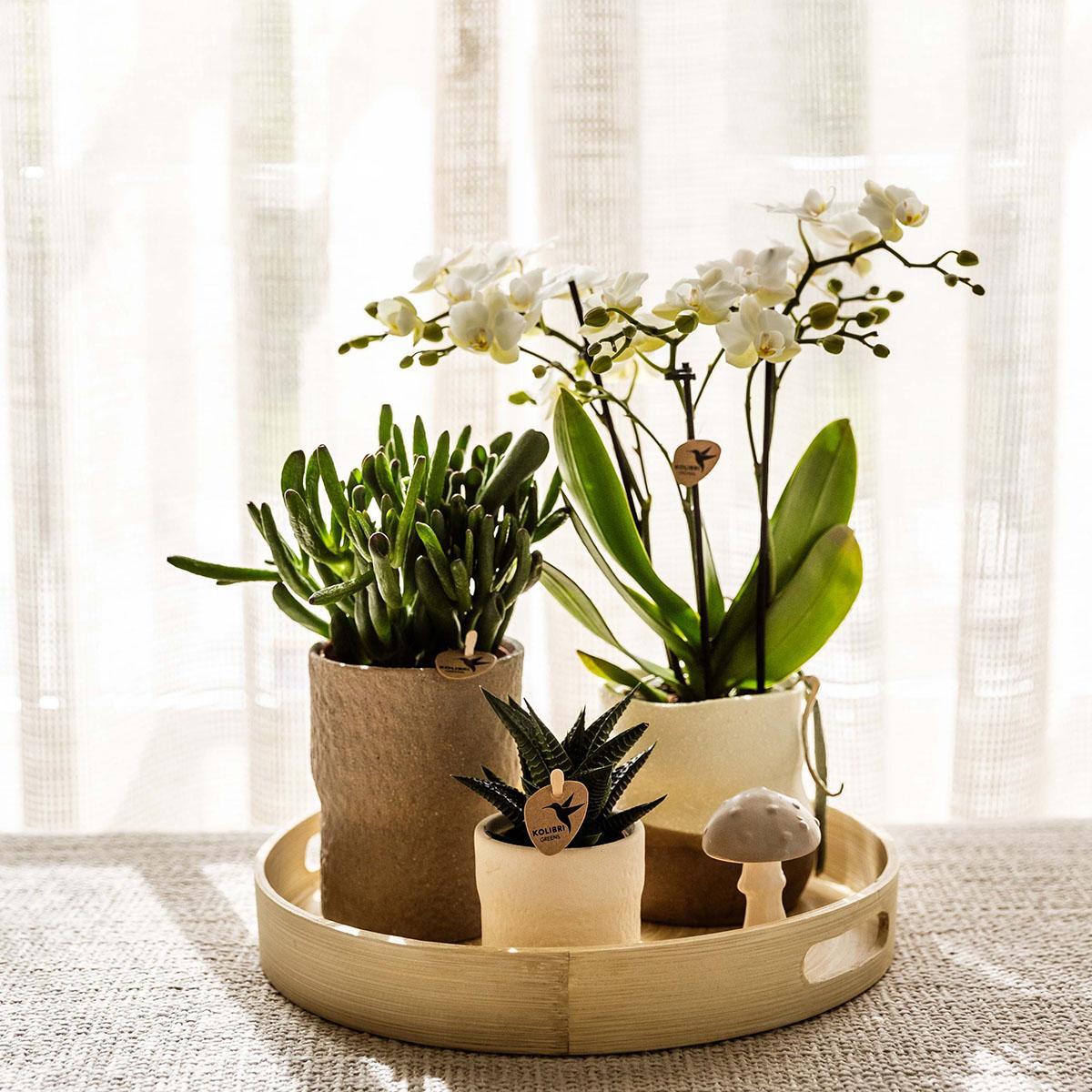 Plantenset - Relaxation Living