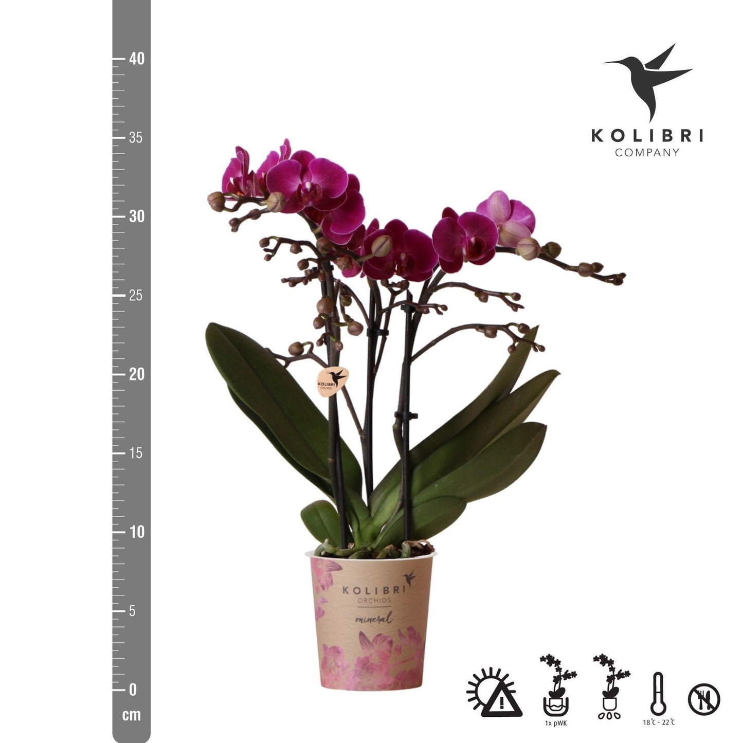 Paarse phalaenopsis orchidee - Morelia - potmaat Ø9cm | bloeiende kamerplant - vers van de kweker