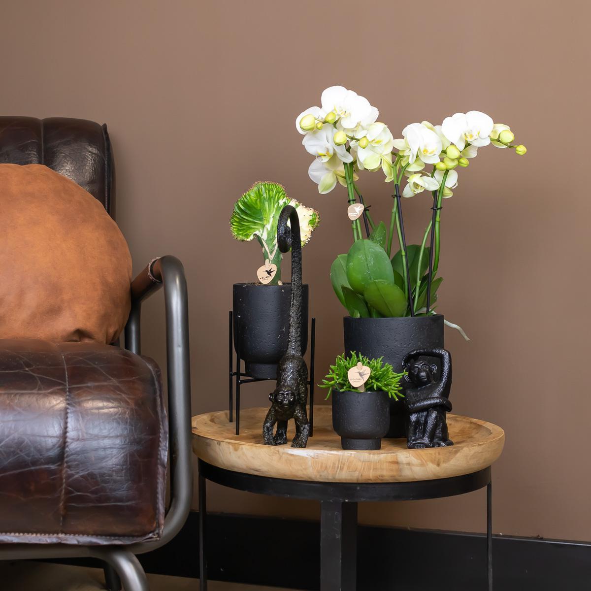 Ornament - Decoratie beeld aap met lange staart - Diverse kleuren