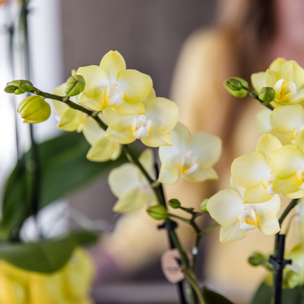 Gele Phalaenopsis Orchidee met citrus sierpot - Vers van de kweker