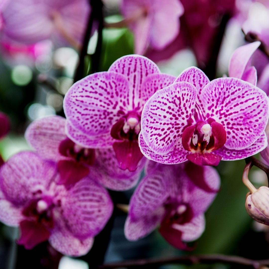 Culvita - Orchidee grond - 5 liter - Potgrond geschikt voor Orchidee
