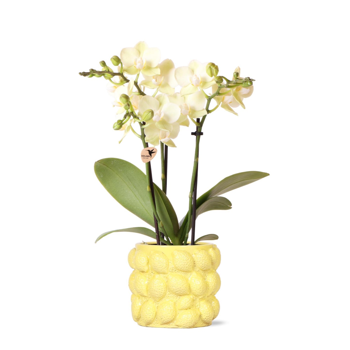 Gele Phalaenopsis Orchidee met citrus sierpot - Vers van de kweker
