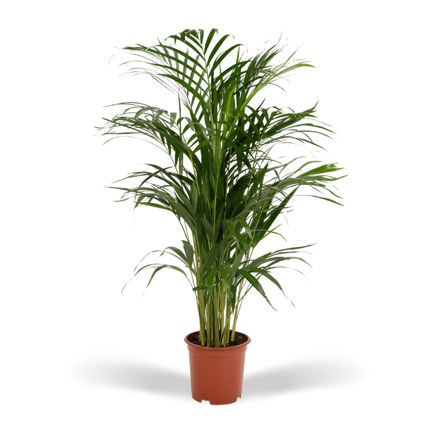 Areca palm - Potmaat Ø19cm - Hoogte ↕85cm