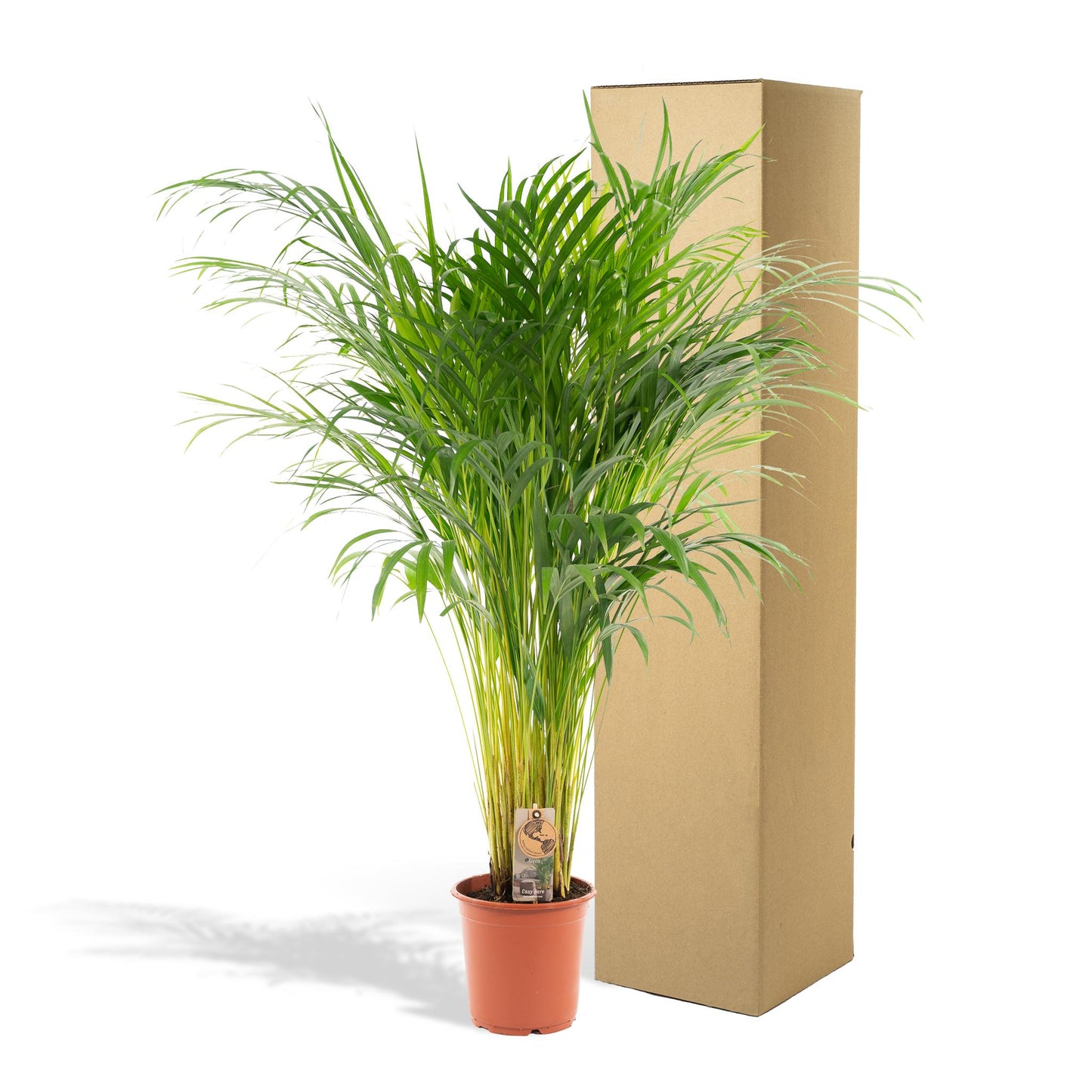 Areca palm - Potmaat Ø21cm - Hoogte ↕110cm