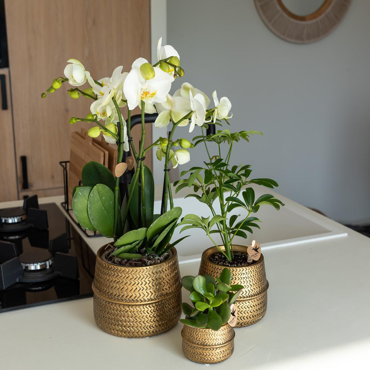 Affluent Charm Gold - Verschillende potmaten