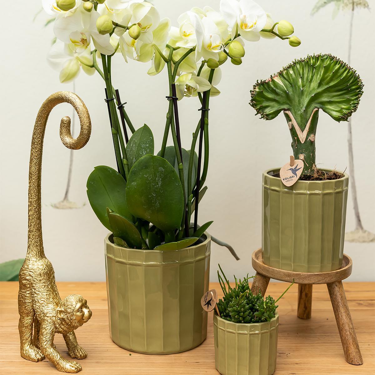 Ornament - Decoratie beeld aap met lange staart - Diverse kleuren