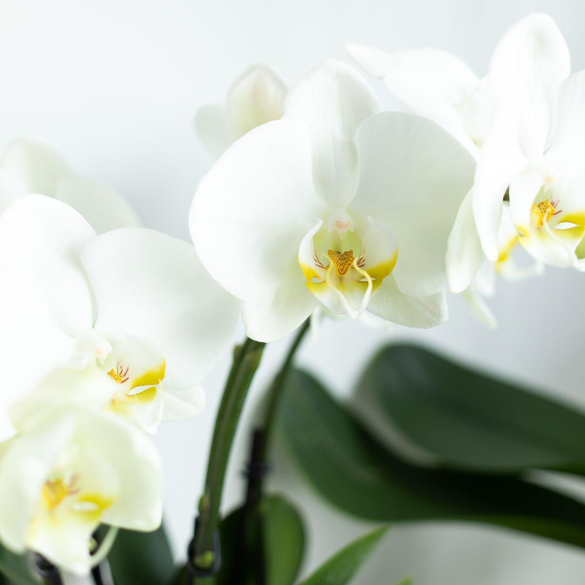 Witte Phalaenopsis Orchidee - Potmaat Ø12cm - Vers van de kweker