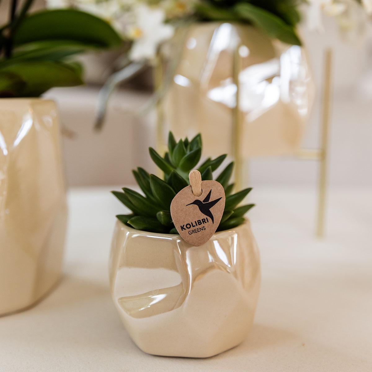 Glanzende Luxe - Set met Planten en Sierpotten - Potmaten Ø9cm & Ø6cm - Vers van de Kweker