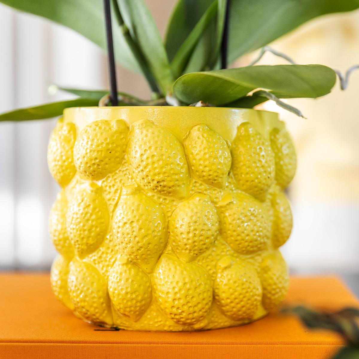 Citrus pot yellow - De gele citroen pot - Verschillende potmaten