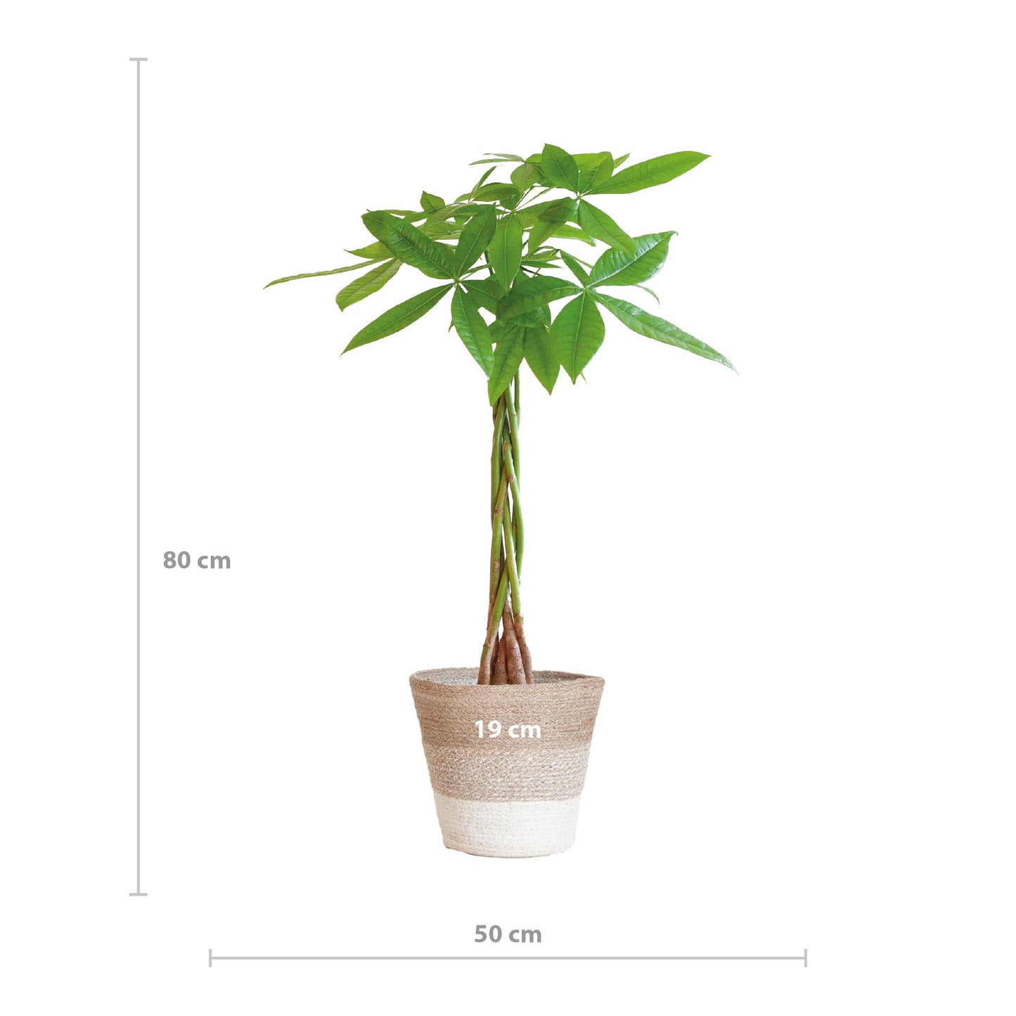 Geldboom - Pachira Aquatica met Tri-Color Mand - Potmaat Ø21 - Hoogte ↕80cm