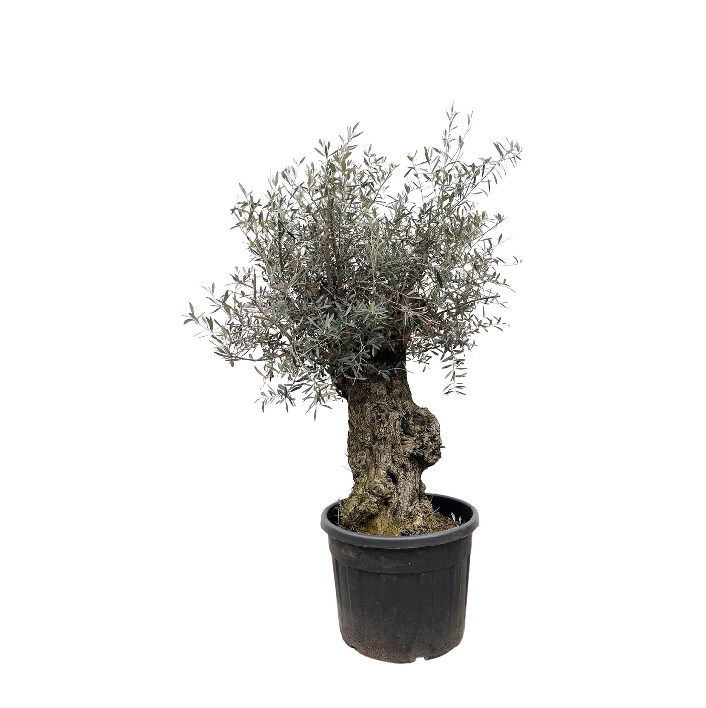 Olea Europaea Bonsai - Miniatuur Olijvenboom - Potmaat Ø65cm - Hoogte ↕250cm